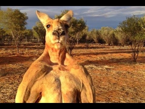 ROGUE KANGAROO CHASES GOLFERS ON GOLF COURSE