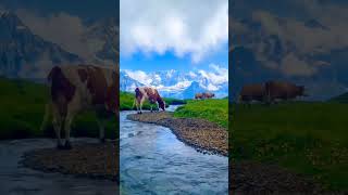 Exploring Relaxing Music, Cows, Mountains, Flowing River #relaxingmusic #shorts #shortvideo