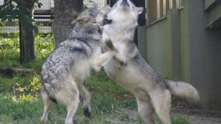 男の熱き戦いオオカミ相撲~ Wolf's father is playing with the son