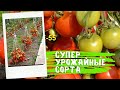 ТОМАТЫ. Ранние сорта томатов для открытого грунта с потрясающей урожайностью