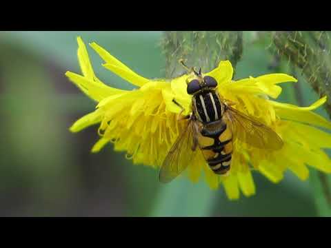 Hoverfly (Male) (Helophilus trivittatus)