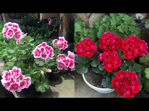 Video: Ampel geranium on loistava vaihtoehto ikkunoiden ja parvekkeiden sisustamiseen