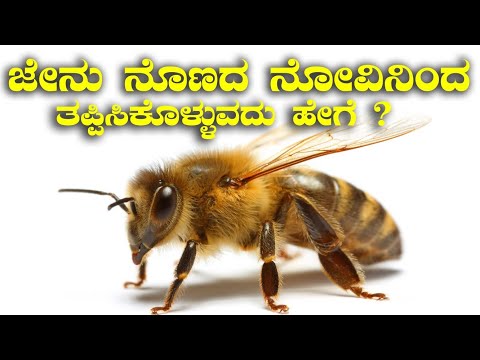 ಜೇನು ನೊಣದ‌ ನೊವಿನಿಂದ ತಪ್ಪಿಸಿಕೊಳ್ಳುವ ಹೇಗೆ | Honey bee