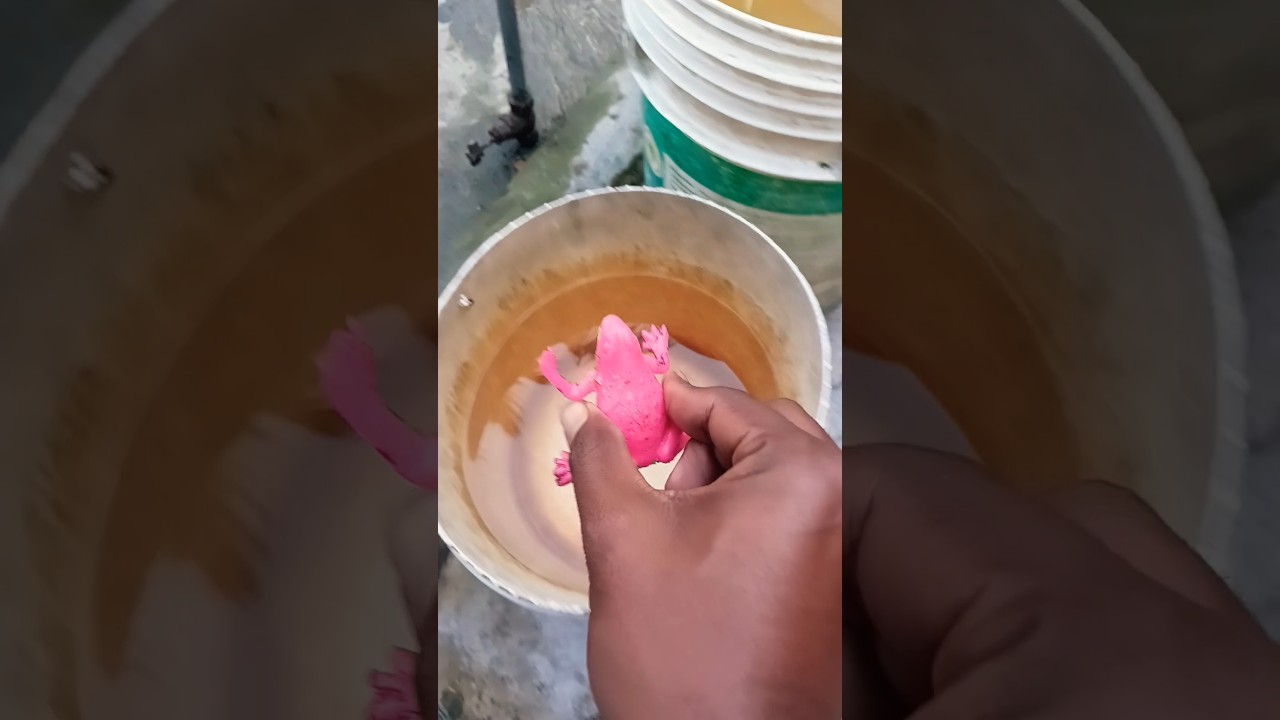 Catch the last big frog Hahaha |Catching afrogwants to laugh | Catching Frogs funny |Funny frogs🐸😂🤣