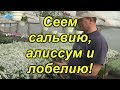 Посев сальвии, лобелии, алисума. Продолжаем посев цветов.