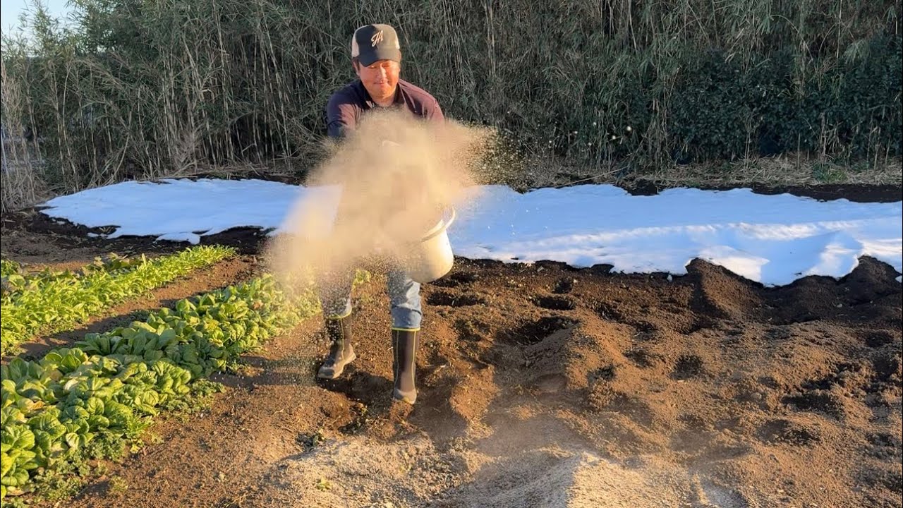 じゃがいも栽培に肥料と石灰どうする？土作りに大切な肥料、春じゃがいも芽出しのやり方（栽培時期〜浴光育芽の注意点〜元肥のやり方）24/2/14