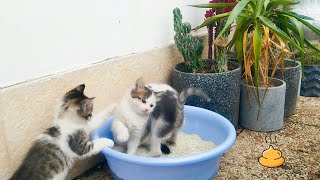Stray kittens seeing a litter box for the first time: Part 2