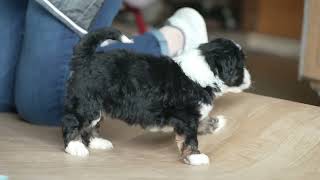 David Yoder's Mini Bernedoodle Puppies