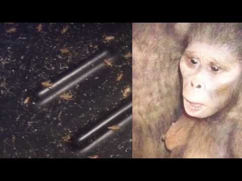 What Do Kansas Cave Crickets Eat