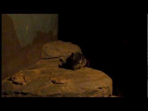 video phone beyonce mp3 チンチラの赤ちゃん（2012 4 1生）Long-tailed chinchilla baby