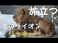 さらば！雄々しき雪のライオン！！！〜Lion stands in the snow〜