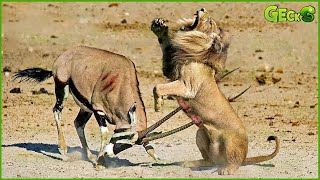 The Moment A Lion Confronts The Sharp Horns Of An Antelope, What Will Happen? Fighting Animals