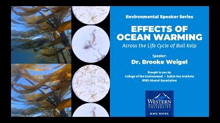 Effects of Ocean Warming Across the Life Cycle of Bull Kelp
Environmental Speaker Series
Brought to you by the College of the Environment and the Salish Sea Institute in partnership with the WWU Alumni Association
Bull kelp (Nereocystis luetkeana) forests have been declining over the last century in some areas of the Salish Sea, particularly those that experience elevated temperatures and low current velocities. Bull kelp have a biphasic life cycle with two very distinct free-living stages: a large diploid sporophyte, which can reach the surface of the ocean, and microscopic haploid gametophytes, which live on the bottom of the ocean. Temperature stress can impact the entire life cycle of bull kelp. In addition to high temperatures, low nitrogen concentrations can be stressful for marine primary producers, yet these stressors often occur simultaneously in temperate marine ecosystems, making it difficult to unravel their effects. Using temperature-controlled experiments in the lab, Dr. Weigels research explores the consequences of ocean warming for bull kelp a) gametophyte growth and reproductive success, and b) adult sporophyte blade growth and photosynthetic physiology. In addition, this research explores the combined effects of heat stress and nitrogen limitation on the physiology of bull kelp sporophyte blades. Effects of Ocean Warming Across the Life Cycle of Bull Kelp