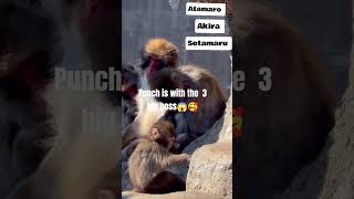 why this little punchie is so Braves #shortvideo #punch #ViralPunch #japan