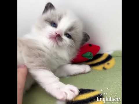 #laugh #cats #wee #??? #fun #funny #animal #animals #funnyvideo #cat #funnyvideos #pet #pets #dog