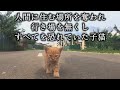 人間にヒドイことをされ、すべてから逃げ回っていた子猫。数日後に出会った、3人の優しい女性が子猫の冷え切った心に愛を注ぐ。【猫の感動する話】 #猫 #animals #cat #catlover