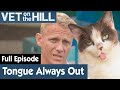 🐱 Cat Permanently Has Its Tongue Out | FULL EPISODE | S02E09 | Vet On The Hill
