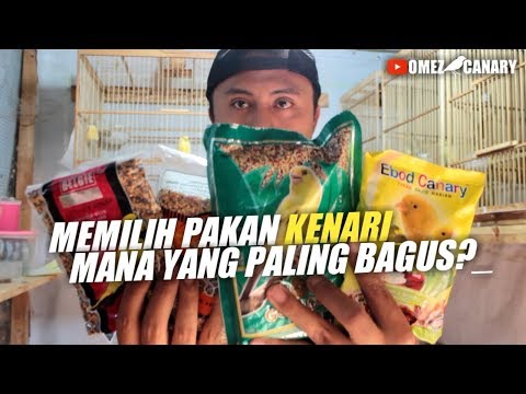 Video: Cara Membuat Makanan Kecemasan untuk Burung Bayi: 11 Langkah