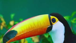 The Majestic Toco Toucan: A Closer Look