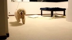 トイプードル ぼん Youtube