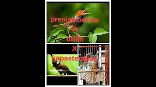 masteran prenjak betina mik cililin mik kapas tembak  cocok untuk tempelan gacoan adna #kicaumania 