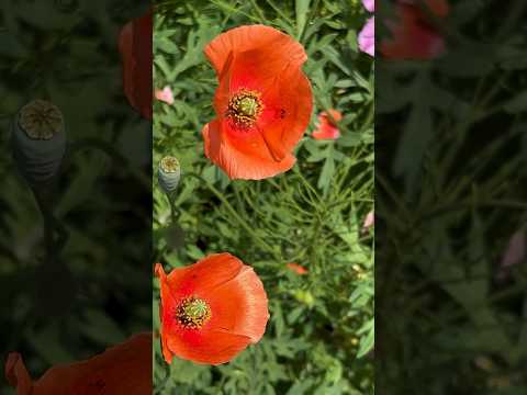 危険外来種！？😱☠ナガミヒナゲシ（Papaver dubium）