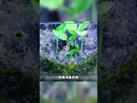ЛИМОН превратился В цветущее дерево 🌸🌱🍋