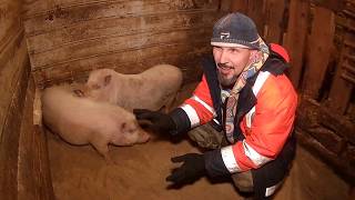 Прорубь или как приручить свинью \\ В деревню! Прорубь или как приручить свинью \\ В деревню!