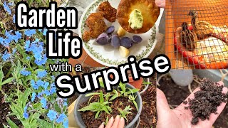 Garden Life-Potato Harvest, Making FREE Soil, Emu Chicks, Container Gardening, Flowers, Pest Control