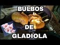 Como sembrar Cormos de Gladiola || (Bulbo) Gladiolus.