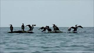 Чуден Каспий при тихой погоде... Caspian Sea.