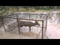6 pt Buck Trapped in Hog Trap