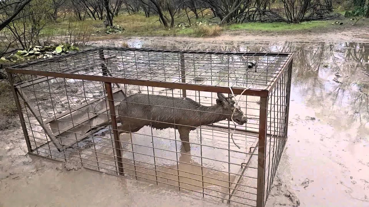 6 pt Buck Trapped in Hog Trap - YouTube