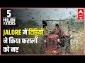 Locusts Attack Become Trouble For Farmers In Jalore | Ghanti Bajao | ABP News