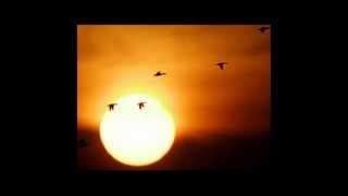 Carole King - Welcome Home - 02-Sun Bird