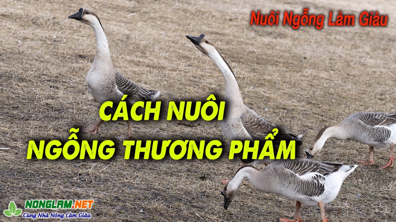 Kỹ Thuật Nuôi Ngỗng Thịt Toàn Tập từ Nuôi Ngỗng Con - youtube