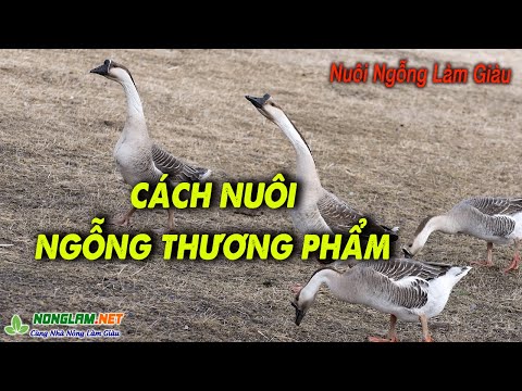 Video Kỹ Thuật Nuôi Ngỗng Thịt Toàn Tập từ Nuôi Ngỗng Con - youtube