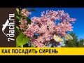 Как посадить сирень, чтобы она пышно цвела и не болела - 7 дач