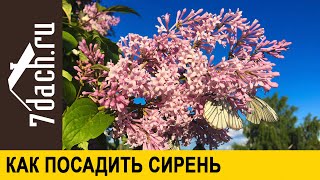 Как посадить сирень, чтобы она пышно цвела и не болела - 7 дач