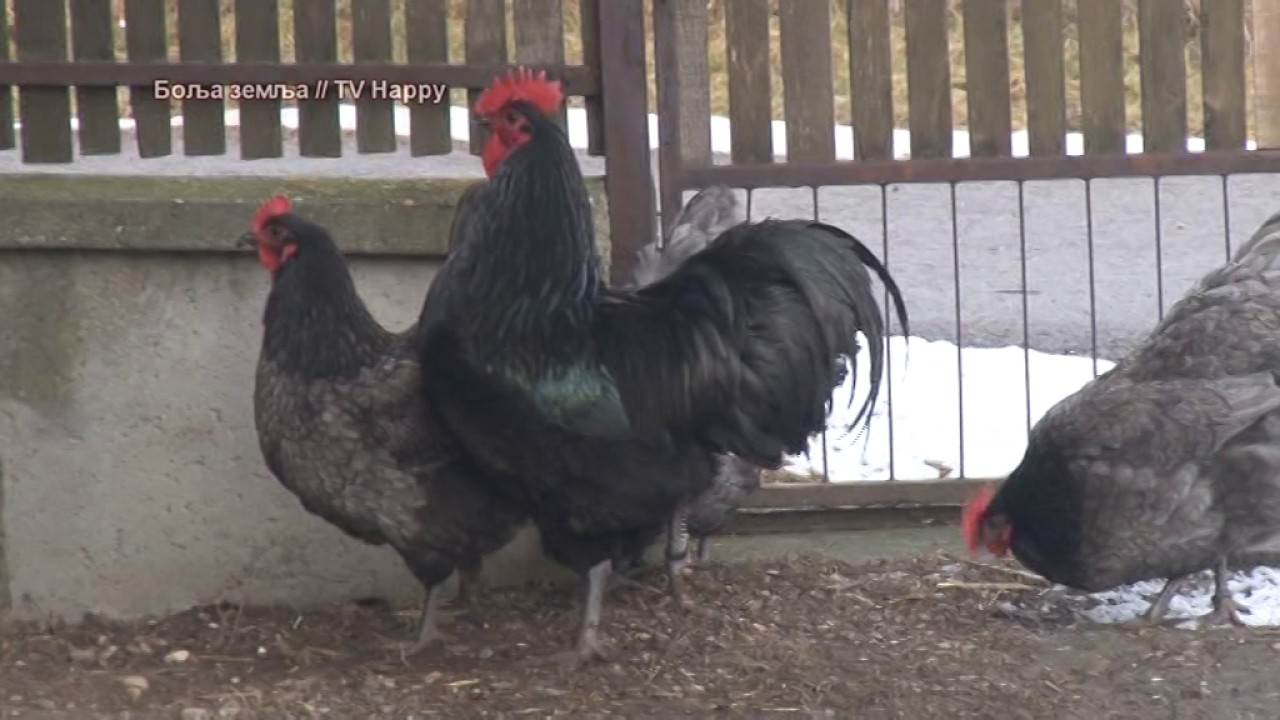 Australorp zivina - i prelepe snazne ptice - koke i za jaja i za meso