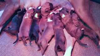 Bachbett German Boxer Puppies One Day Old