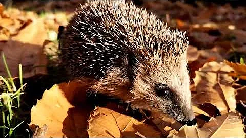 Welches Tier kann Igel töten?