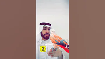 اجمل طير كاسكو بالخليج 0509835355 