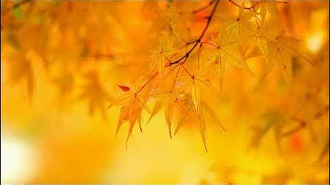 سورة يوسف بصوت القارئ أحمد سمير شرارة