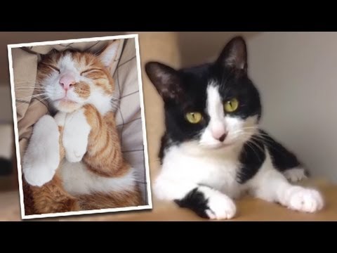 funny cats sleeping in weird positions compilation 2014 funnyplox 猫も夏祭り(^^)...(猫動画:2013年8月第1週まとめ)-Week summary first in cat video, 2013 in August