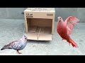 Most Precious Bird Trap its Worth 1000 $ || Shopping Box Bird Trap || Parinda Pakadne Ka Tareeqa