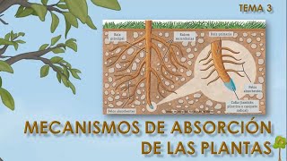 Agua en las plantas 3  MECANISMOS DE ABSORCIÓN DE LAS PLANTAS