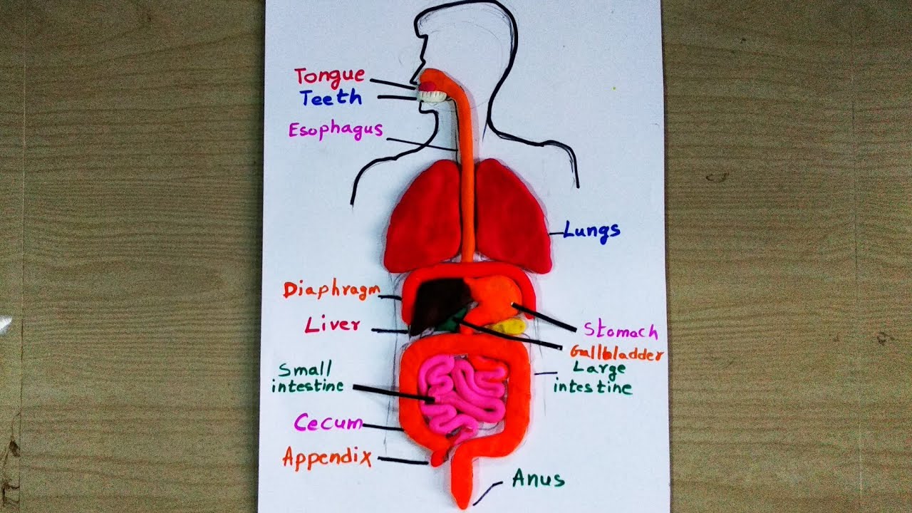 human digestive system clay model