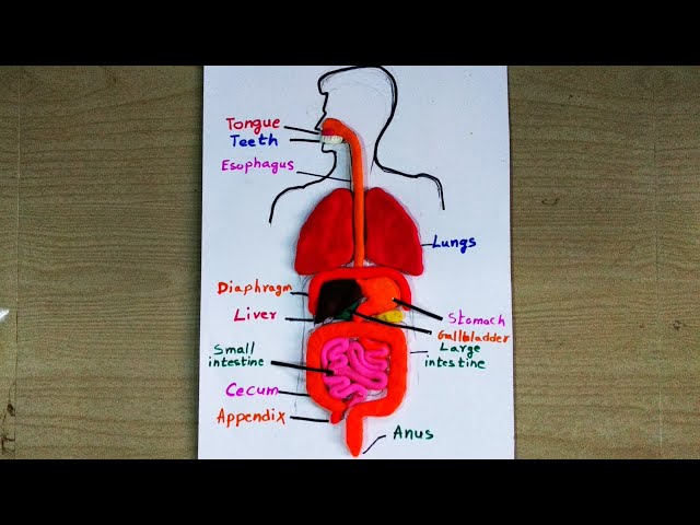Digestive System Clay Model