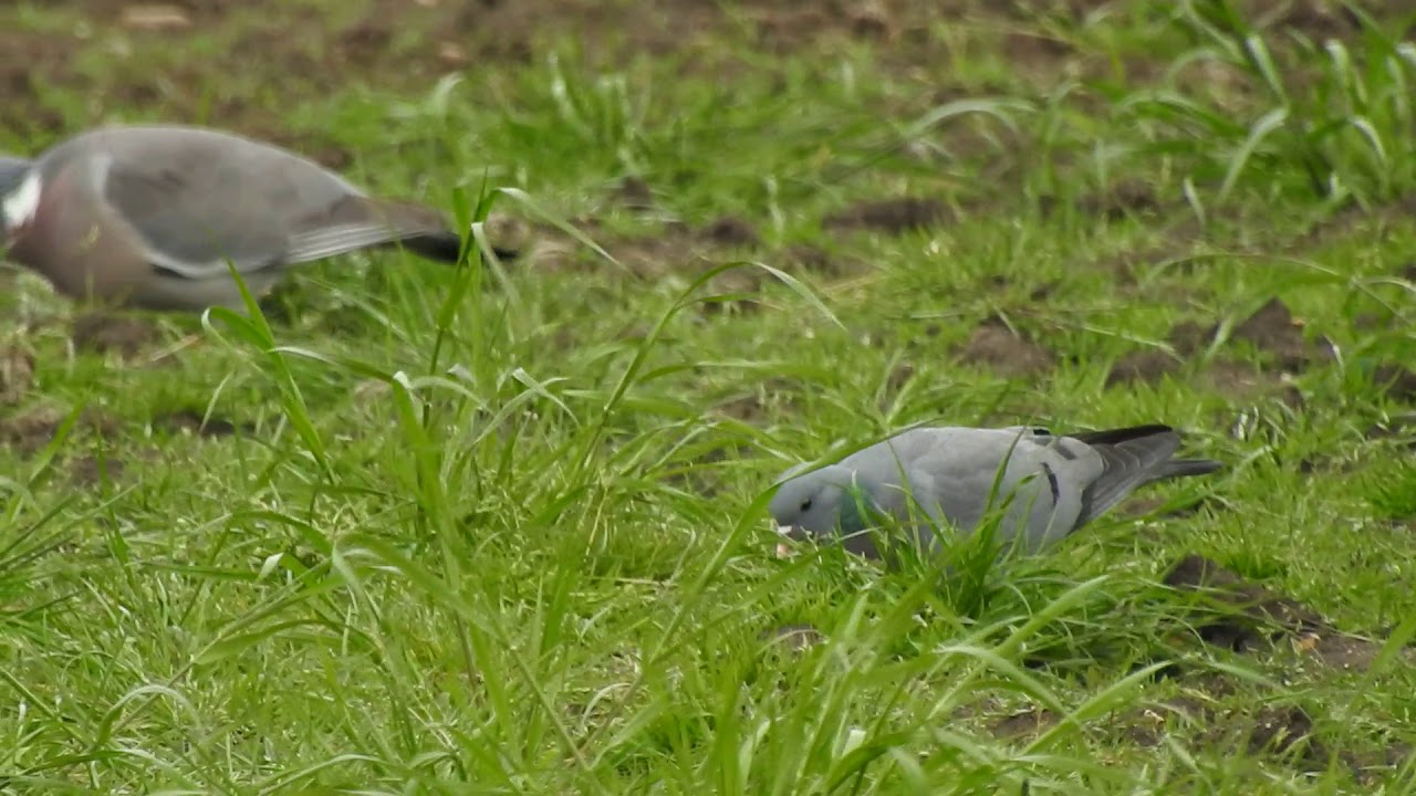 Stock Dove & Wood Pigeon 